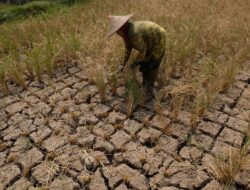 Sumba Timur dan Rote Ndao mengalami 176 hari tanpa hujan, merupakan daerah tanpa curah hujan terpanjang sebanyak 87 daerah.