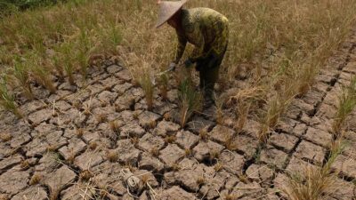 Sumba Timur dan Rote Ndao mengalami 176 hari tanpa hujan, merupakan daerah tanpa curah hujan terpanjang sebanyak 87 daerah.