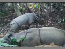 KSDAE dan KLHK Bergembira Sambut Temuan Anakan Badak Jawa Baru di TNUK