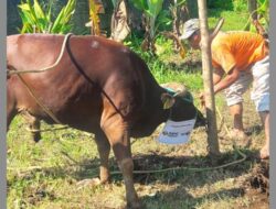 Alhamdulillah, Warga Watesjaya Terima Kasih atas Pembagian Daging Kurban dari MNC Land dan MNC Peduli