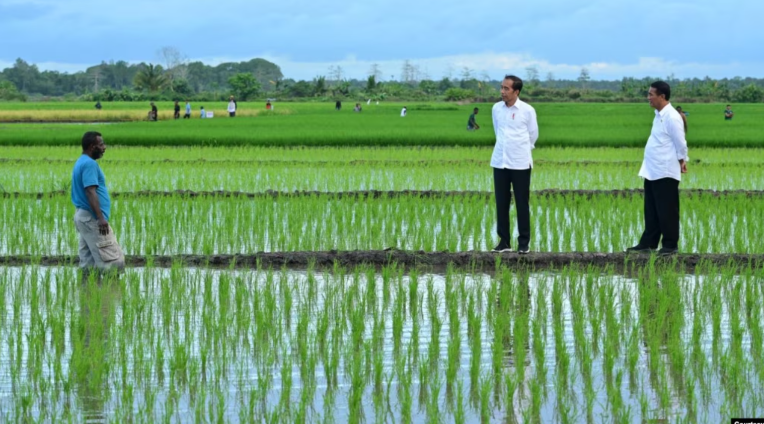 Aktivis Papua Mendorong Dihentikannya Proyek Pertanian Skala Besar di Merauke