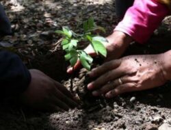 Pentingnya Penghijauan & Pendidikan: Dampak Sosial Lingkungan