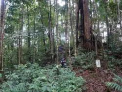 Penemuan Terbaru: Kemenhut RI Umumkan Spesies Anggrek Baru dari Kalimantan
