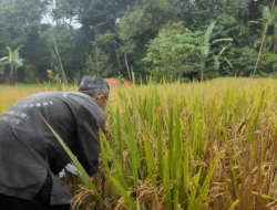 Arista Montana Satukan Konservasi dan Ketahanan Pangan