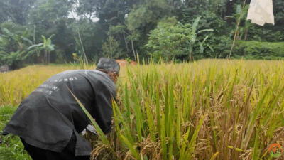 Arista Montana Satukan Konservasi dan Ketahanan Pangan
